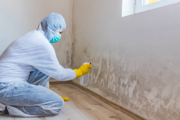 Licensed Black Mold Removal service in Manchester, WA - WQB Mold Removal