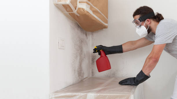 Professional Black Mold Removal technician working in Manchester, WA