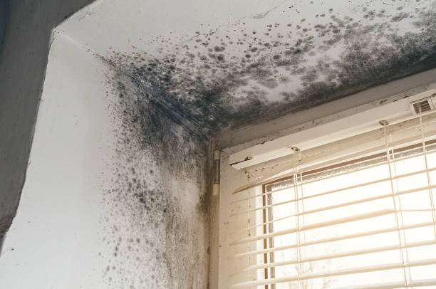 Affordable Black Mold Removal solutions in Manchester, WA