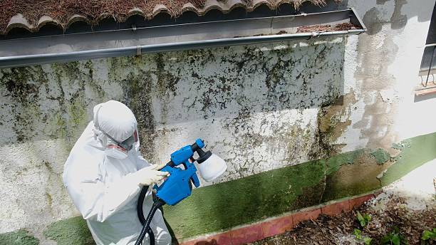 Top rated local Black Mold Removal specialists in Manchester, WA
